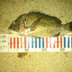 朝マヅメにチヌトップ